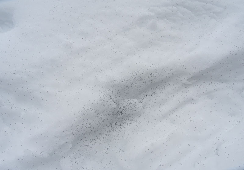 a migliaia sulla neve.....piccolissimi: Collembola Hypogastruridae : Hypogastrura sp.